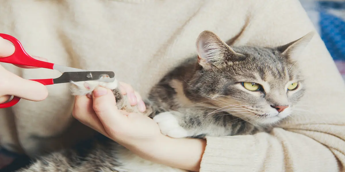 Why Cat Nail Clipping and Dog Spa Services Near You Matter