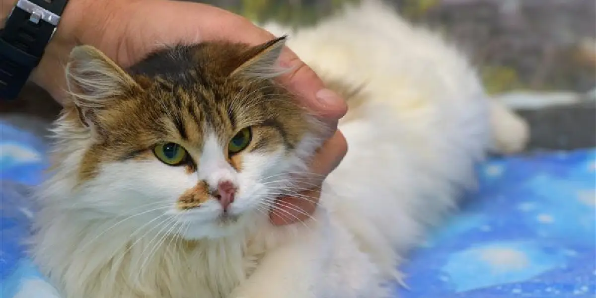 Why Cat Haircuts in Port Arthur, TX Are More Than Just Stylish.