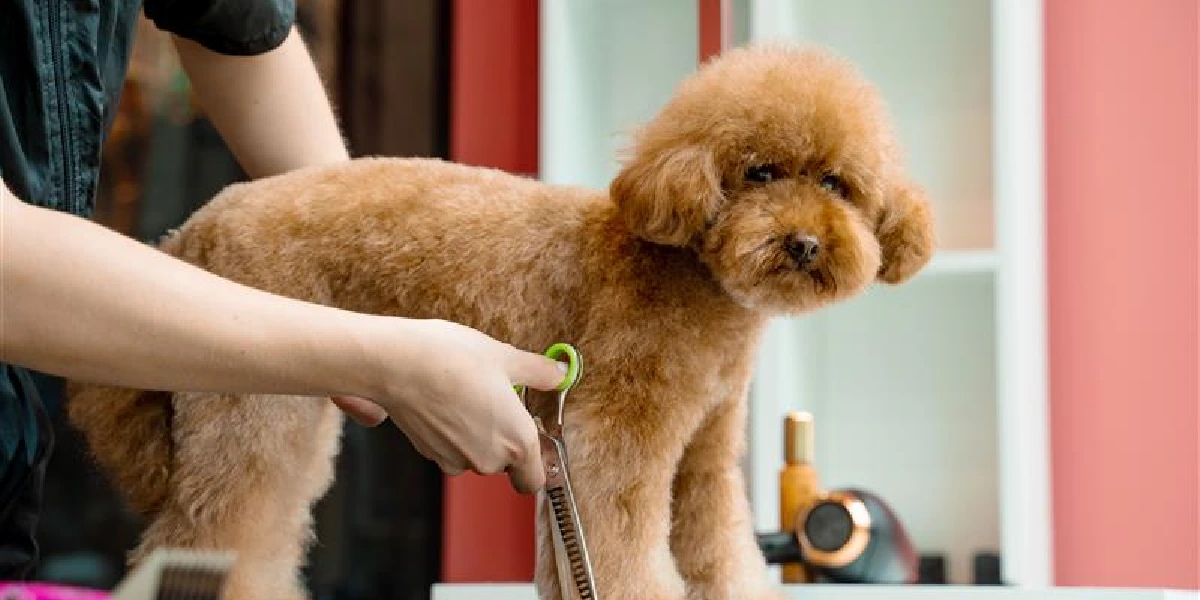 Home Dog Grooming in Nederland TX: What to Expect
