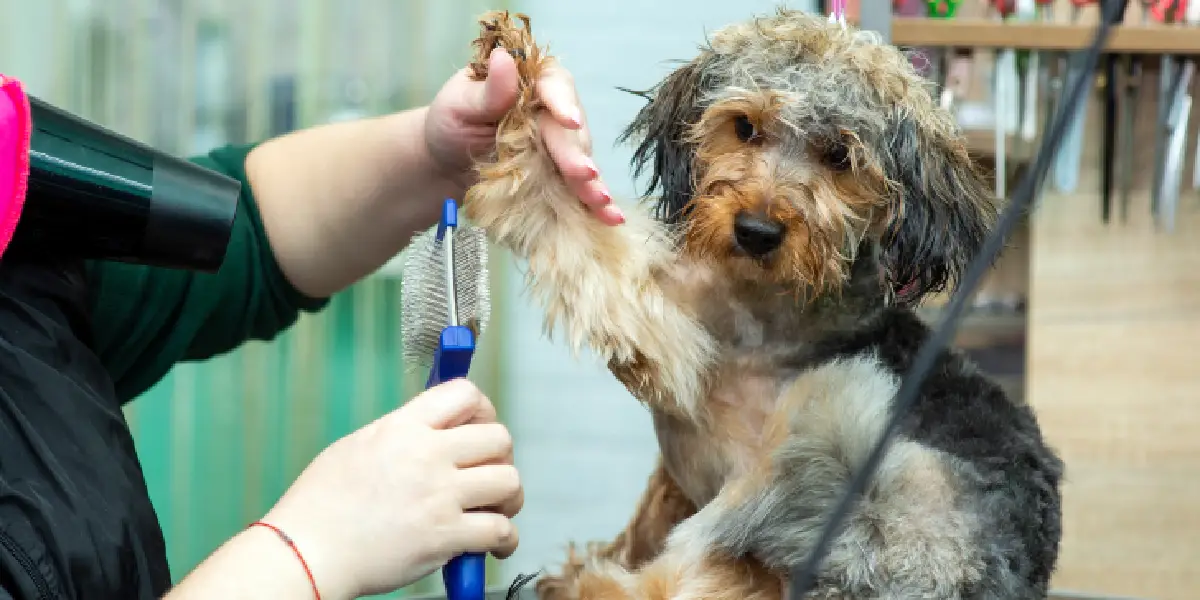 Pampering Your Fur Friends: Texas Dog Grooming Service & Cat Nails