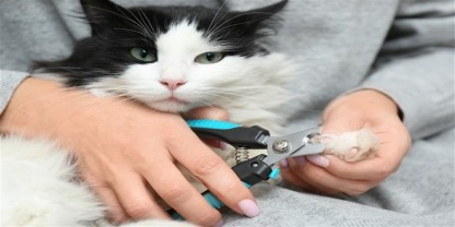 Looking for ‘Nail Clipping for Cats Near Me’