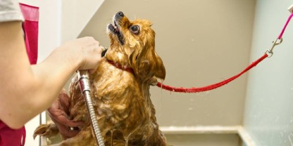 Your Go to Pet Smart Groomers in Nederland, TX — Beyond a Simple Bath