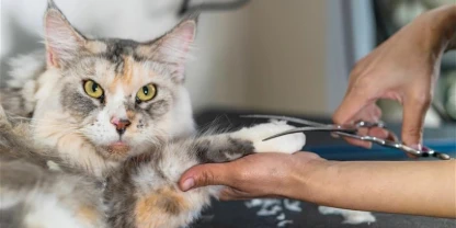 At Home Pet Grooming in Nederland, TX: Nail Care & Cat Haircuts Made Easy