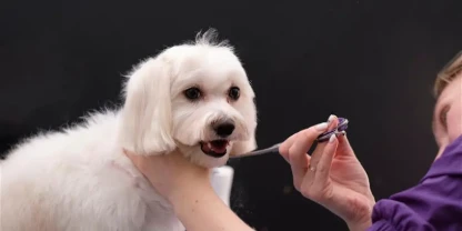 Pet Smart Groomers in Nederland, TX: Complete Pet Care & Teeth Brushing Guide.