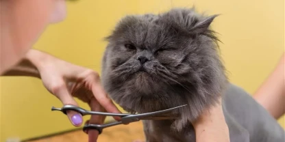Cat Haircuts in Port Arthur, TX: Professional Grooming & At-Home Pet Grooming Services in Nederland