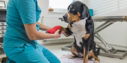 Pet Care Services in Nederland, TX: What Every Dog Owner Should Know