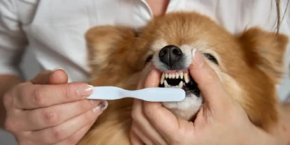 Why Do Your Dog's Teeth and Eyes Deserve as Much Attention as Their Coat?